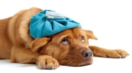 prodotti per la cura dell animale domestico in farmacia a rimini