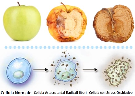 test stress ossidativo rimini